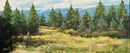 Rocky Mountain Summer | Barbara Churchley